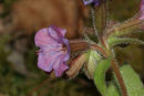 06-3258 Pulmonaria obscura - Gorge de la Jonte - Cevennes National Park France